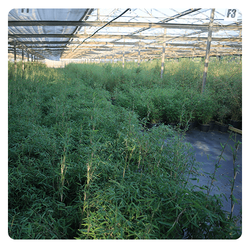 Productie van bamboe planten uit eigen kwekerij